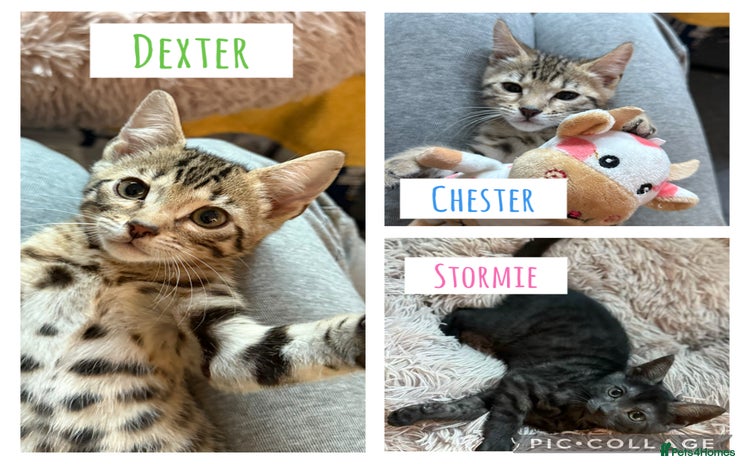 Bengal cats - Advert 12