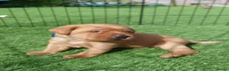 Labrador Retriever dogs for sale: Beautiful KC Registered Fox Red Labrador Puppies - Advert 6