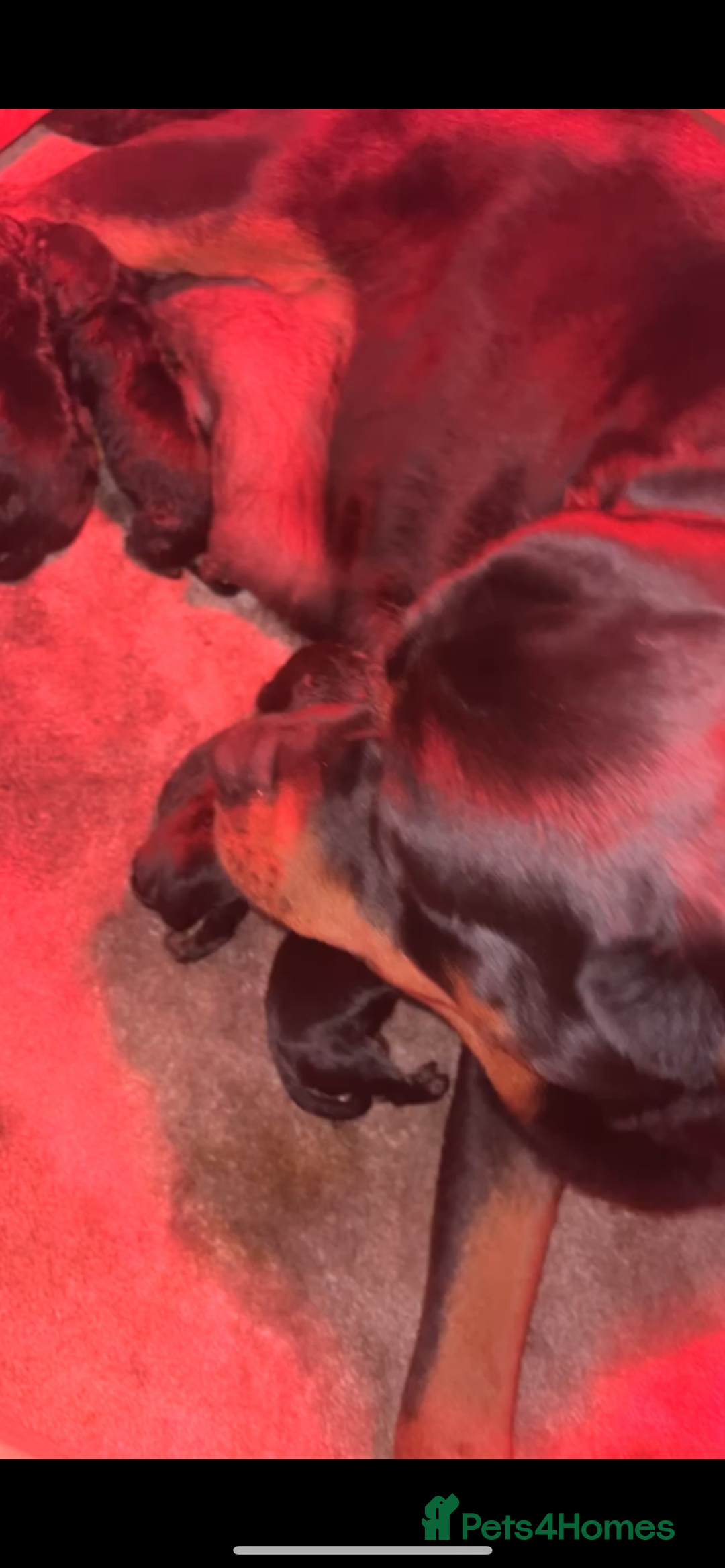 Rottweiler dogs for sale: Stunning KC Registered Rottweiler Puppies  - Image 5