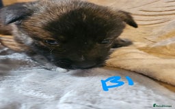 Huskita dogs for sale: Husky x akita puppys - Image 37