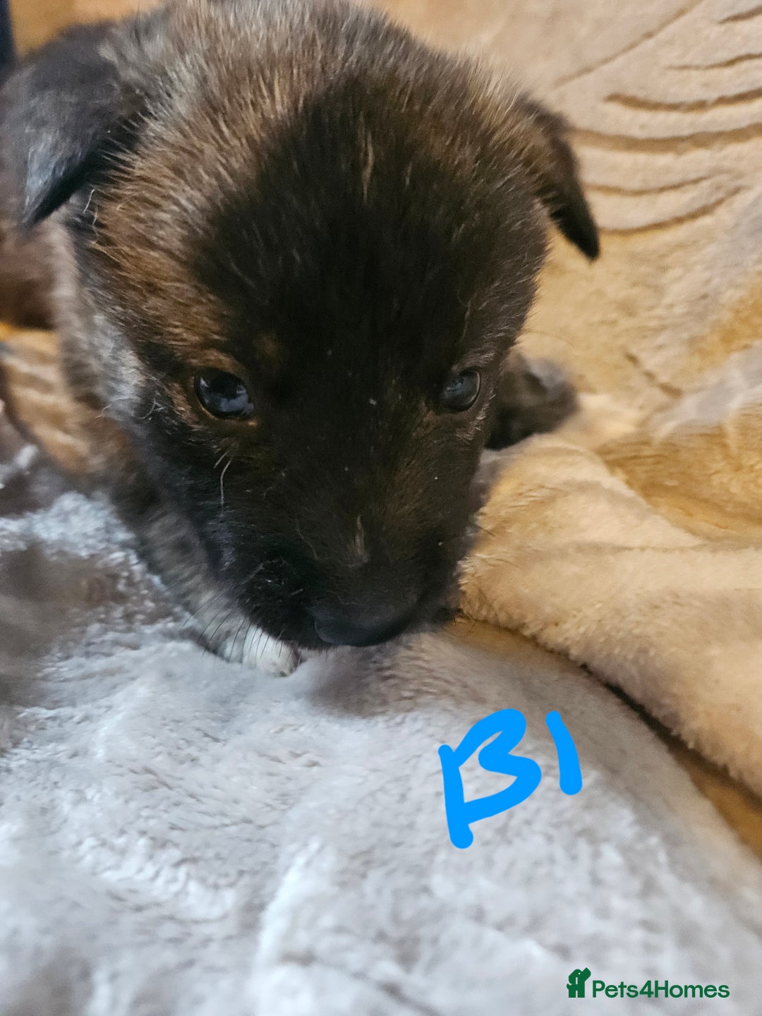 Huskita dogs for sale: Husky x akita puppys - Image 37