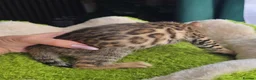 Bengal cats for sale: Outstanding rosetted brown bengal girls and boys🔥 - Advert 13