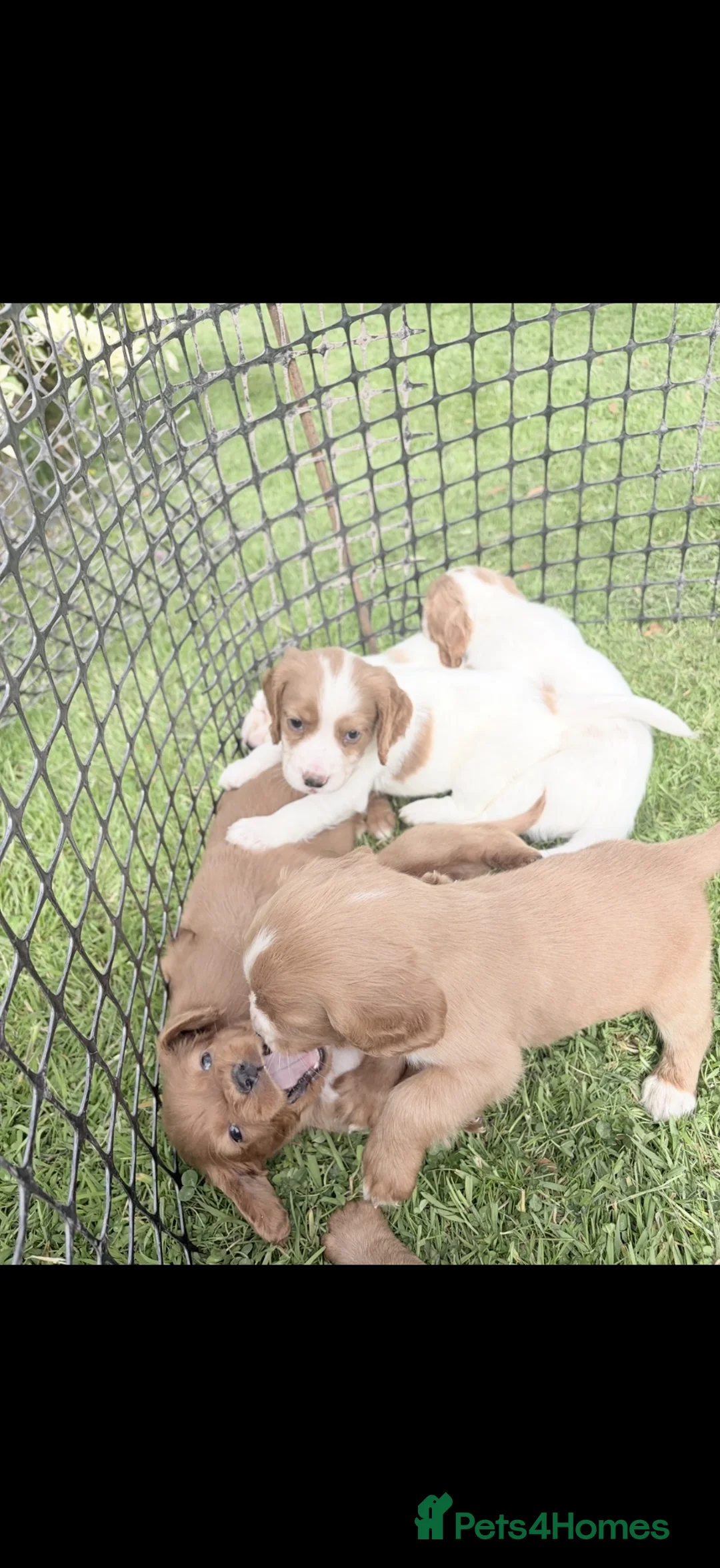 Cocker Spaniel dogs for sale: Working Cocker Spaniel Puppies - Advert 9
