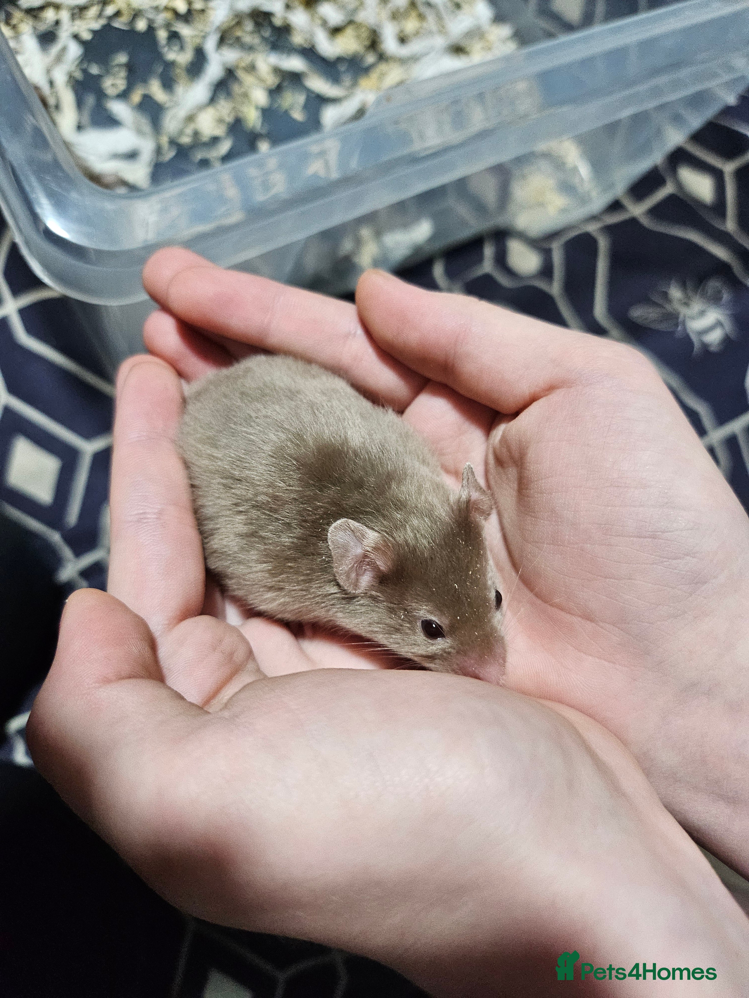 Hamster rodents Gorgeous Syrians - Advert 2