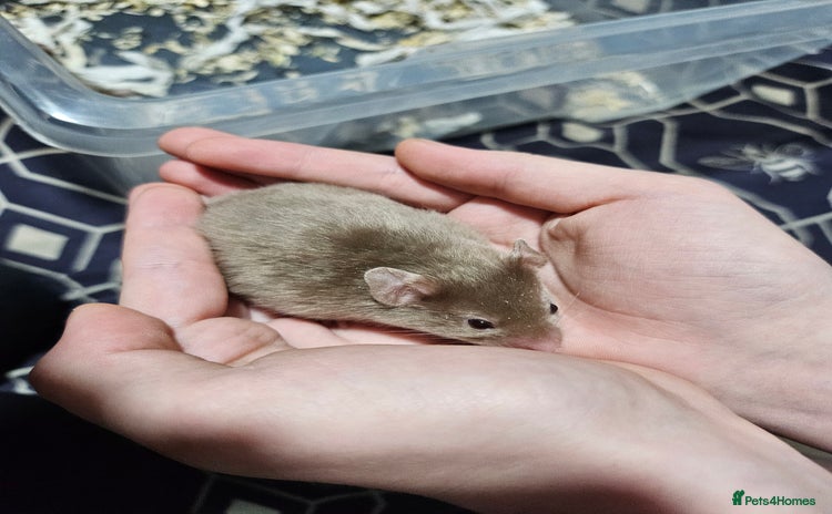 Hamster rodents - Advert 19