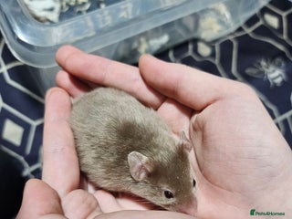 Hamster rodents SOLD PENDING COLLECTION Gorgeous Syrians - Advert 19