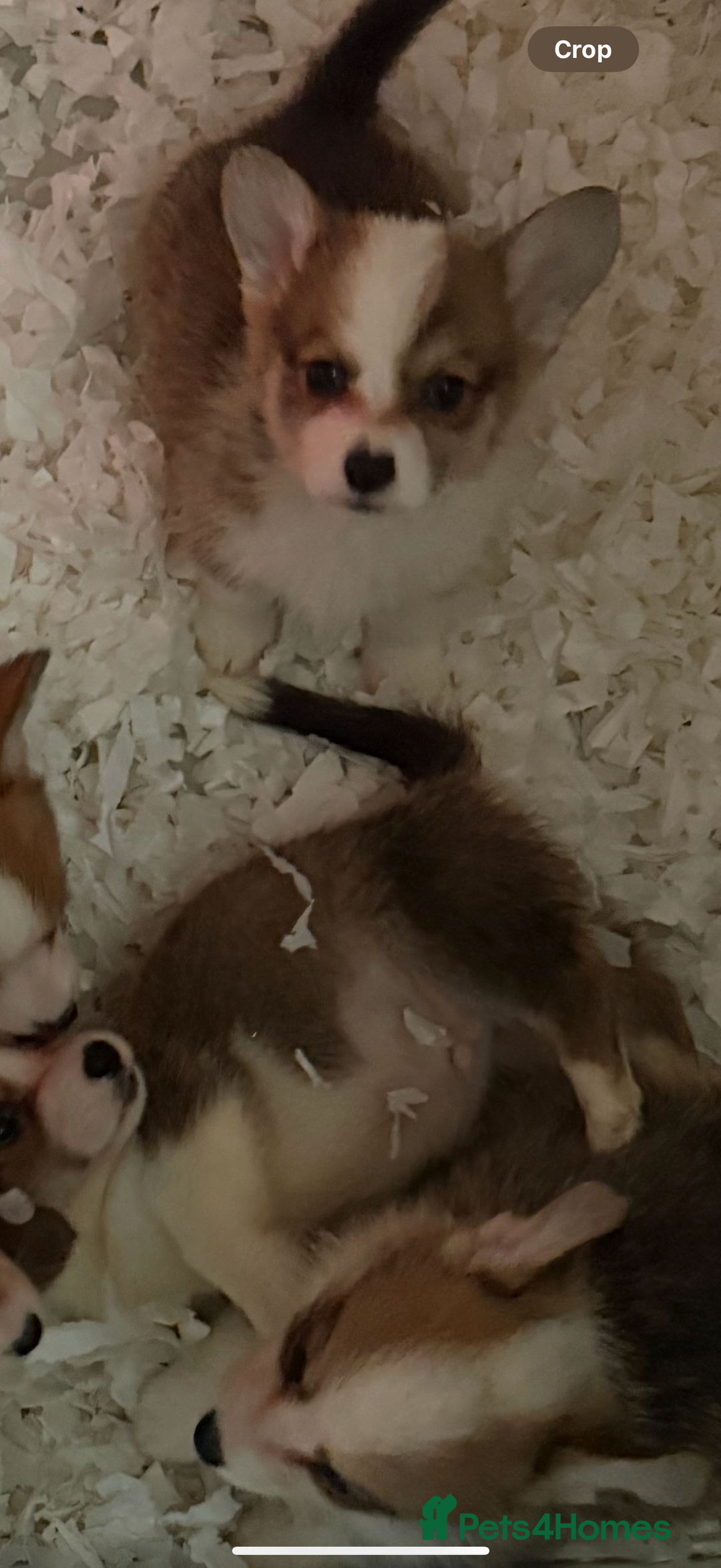 Welsh Corgi Pembroke dogs for sale: Kc reg Pembroke corgi babies available  - Advert 30