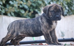 Presa Canario dogs for sale: Presa canario puppies (recognised breeder) - Image 10