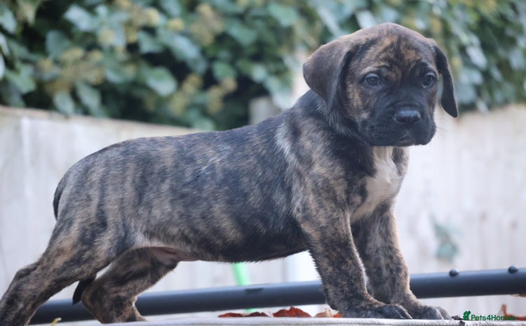 Presa Canario dogs - Advert 12