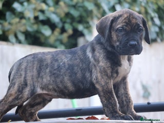 Presa Canario dogs Presa canario puppies (recognised breeder) - Advert 2