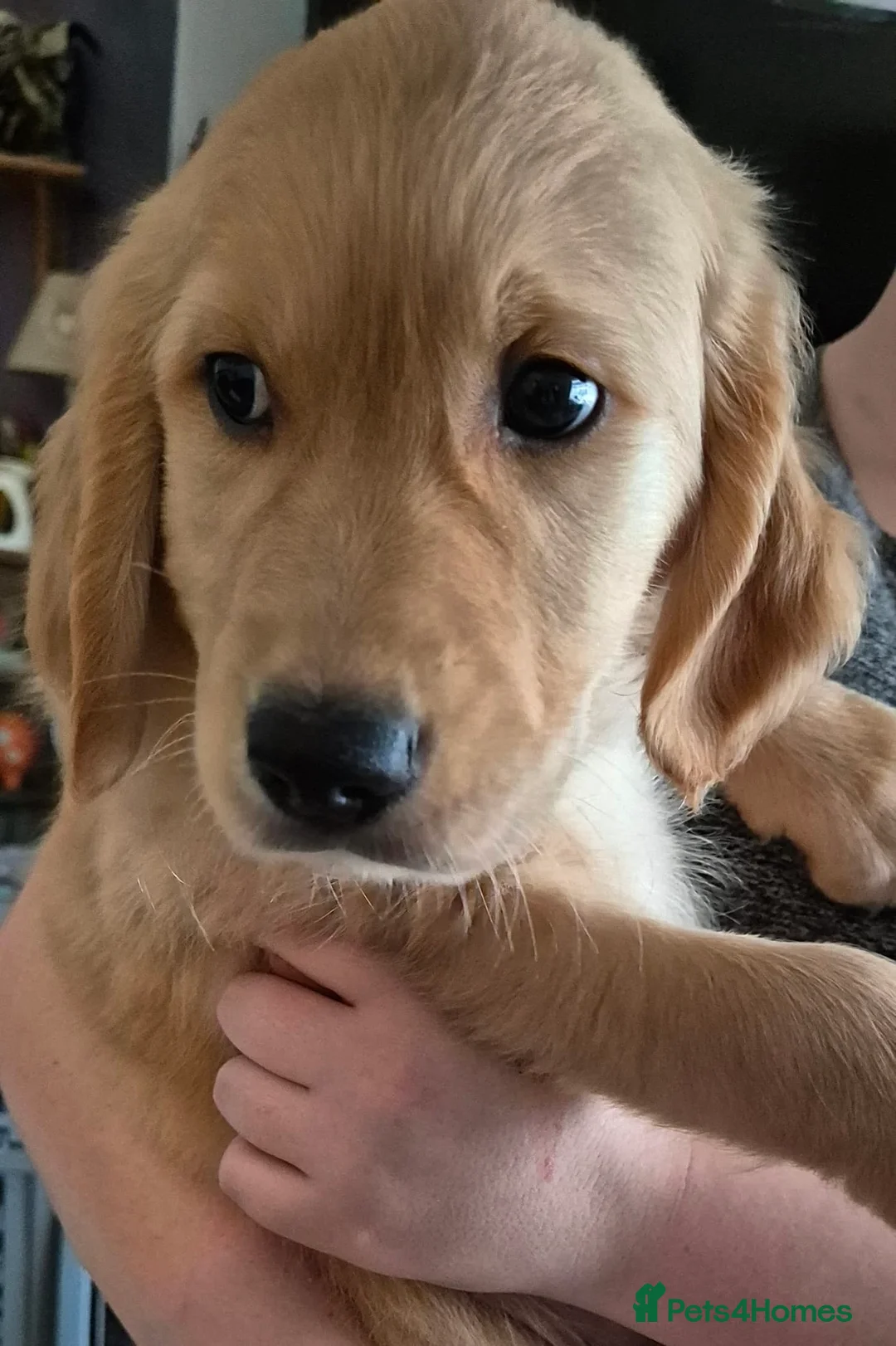 Golden Retriever dogs for sale: Golden retriever puppies, ready now.  in Torquay - Advert 13