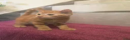 Mixed Breed cats for sale: Beautiful Male Kittens  in Glasgow - Advert 7