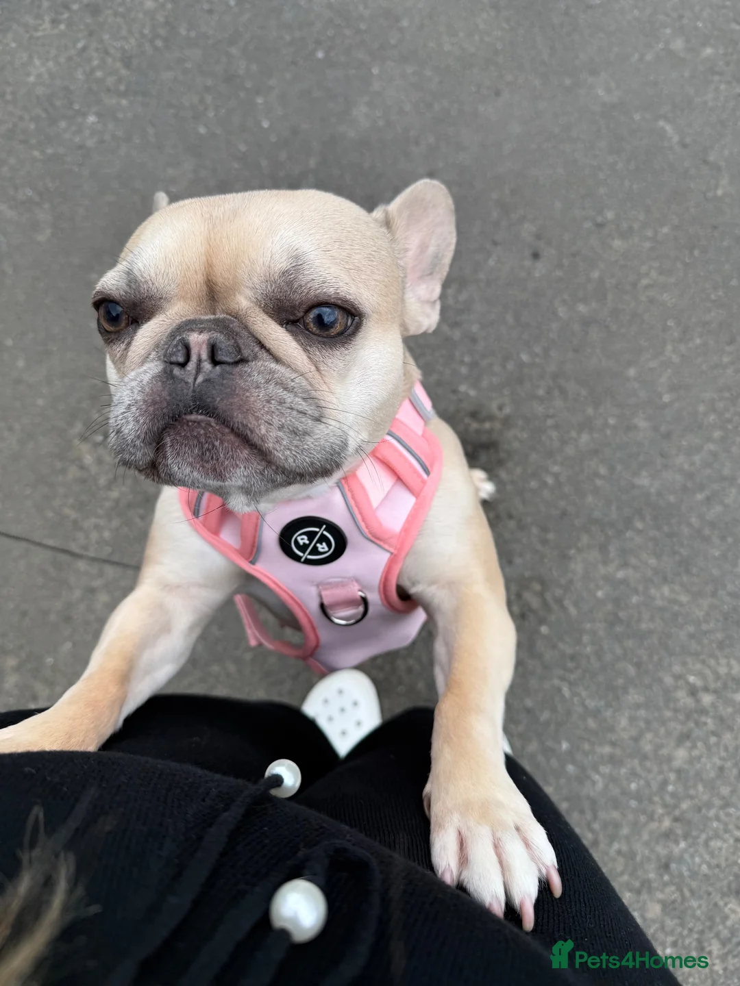 French Bulldog dogs for sale: Blue Fawn FrenchBulldog girl  in Newcastle upon Tyne - Advert 2