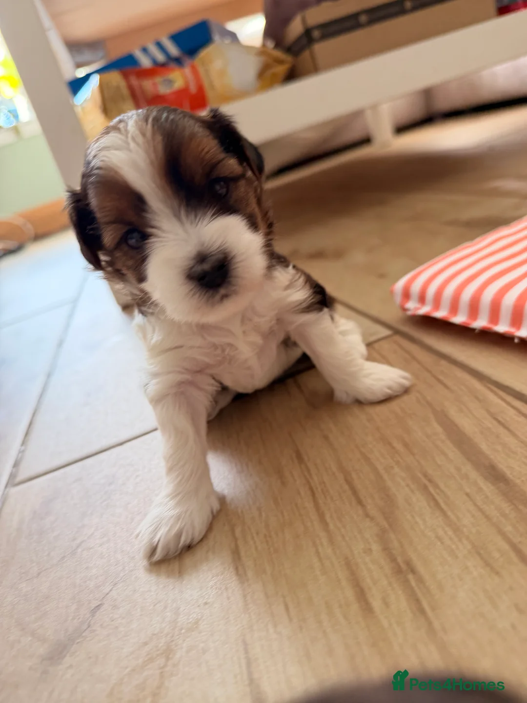 Yorkshire Terrier dogs for sale: Beautiful Tri-Colour Biewer Yorkshire Terrier Pupp - Advert 2