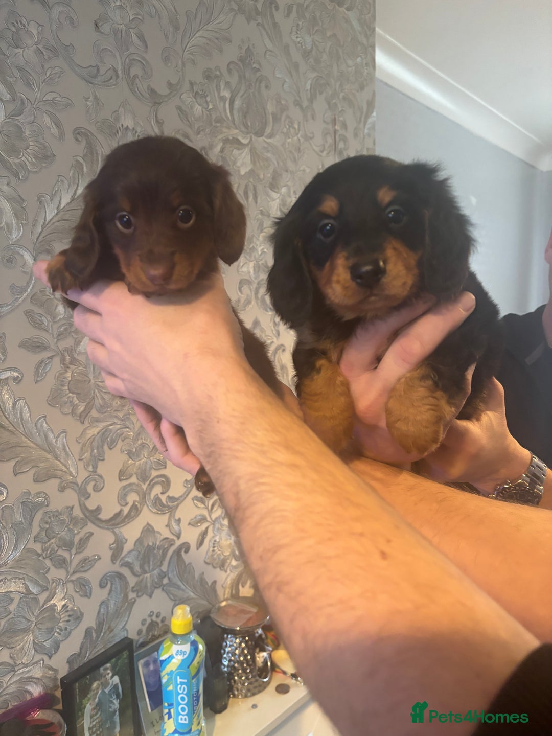 Dachshund dogs for sale: Miniature longhair dachshund puppies kc reg - Advert 6