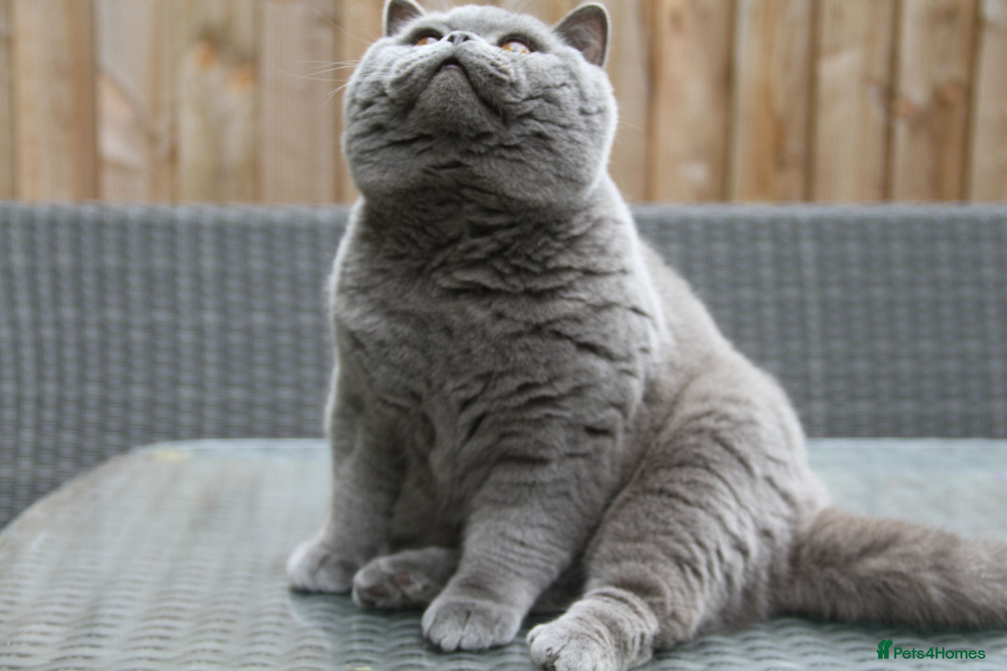 British Shorthair cats British shorthair kittens  - Advert 2