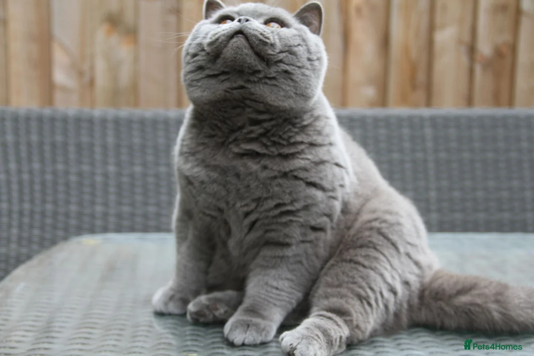 British Shorthair cats for sale: British shorthair kittens  - Advert 2