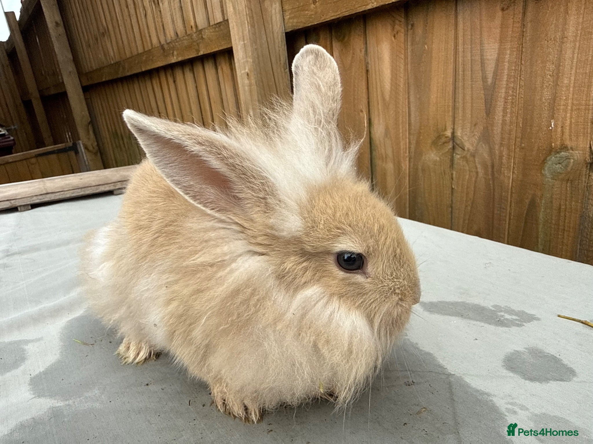 Mixed Breed rabbits 5 bunnies - Advert 1