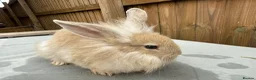 Mixed Breed rabbits for sale: 5 bunnies - Advert 1