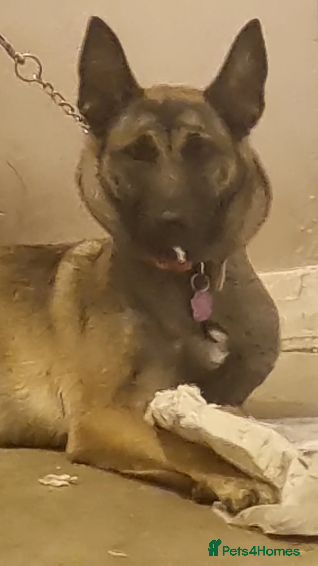 Belgian Shepherd Dog dogs for sale: zara  - Advert 5