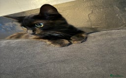 Domestic Shorthair cats for sale: Brother and sister black kittens  - Advert 11