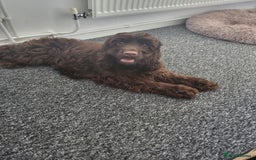 Cocker Spaniel dogs for sale: For sale  - Image 1