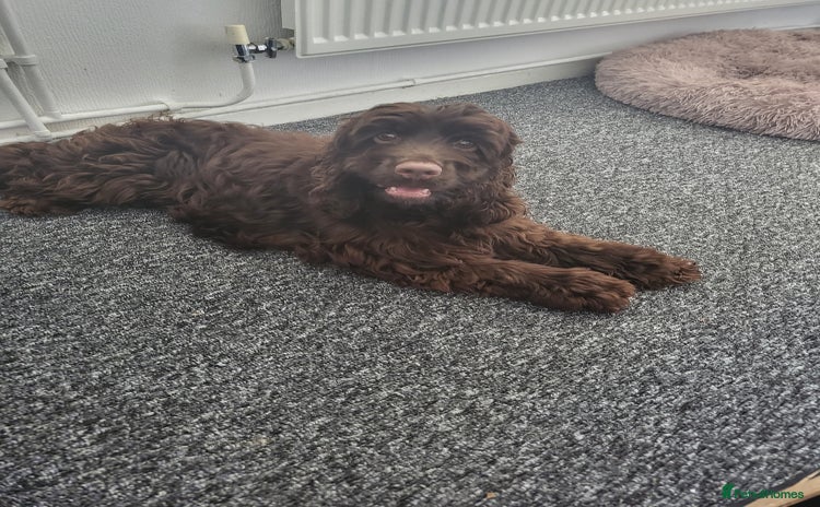 Cocker Spaniel dogs - Advert 5