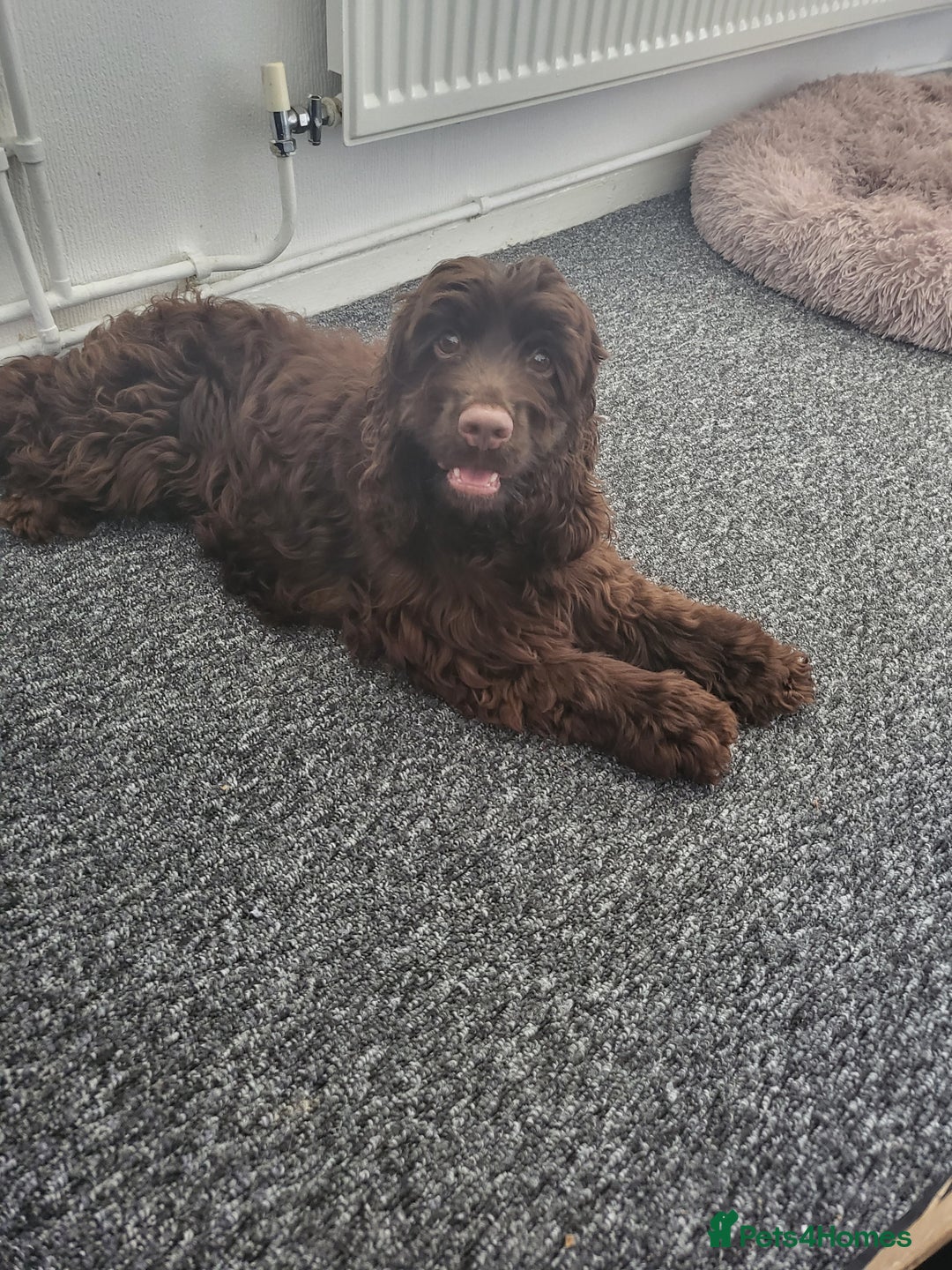Cocker Spaniel dogs for sale: For sale  - Image 1