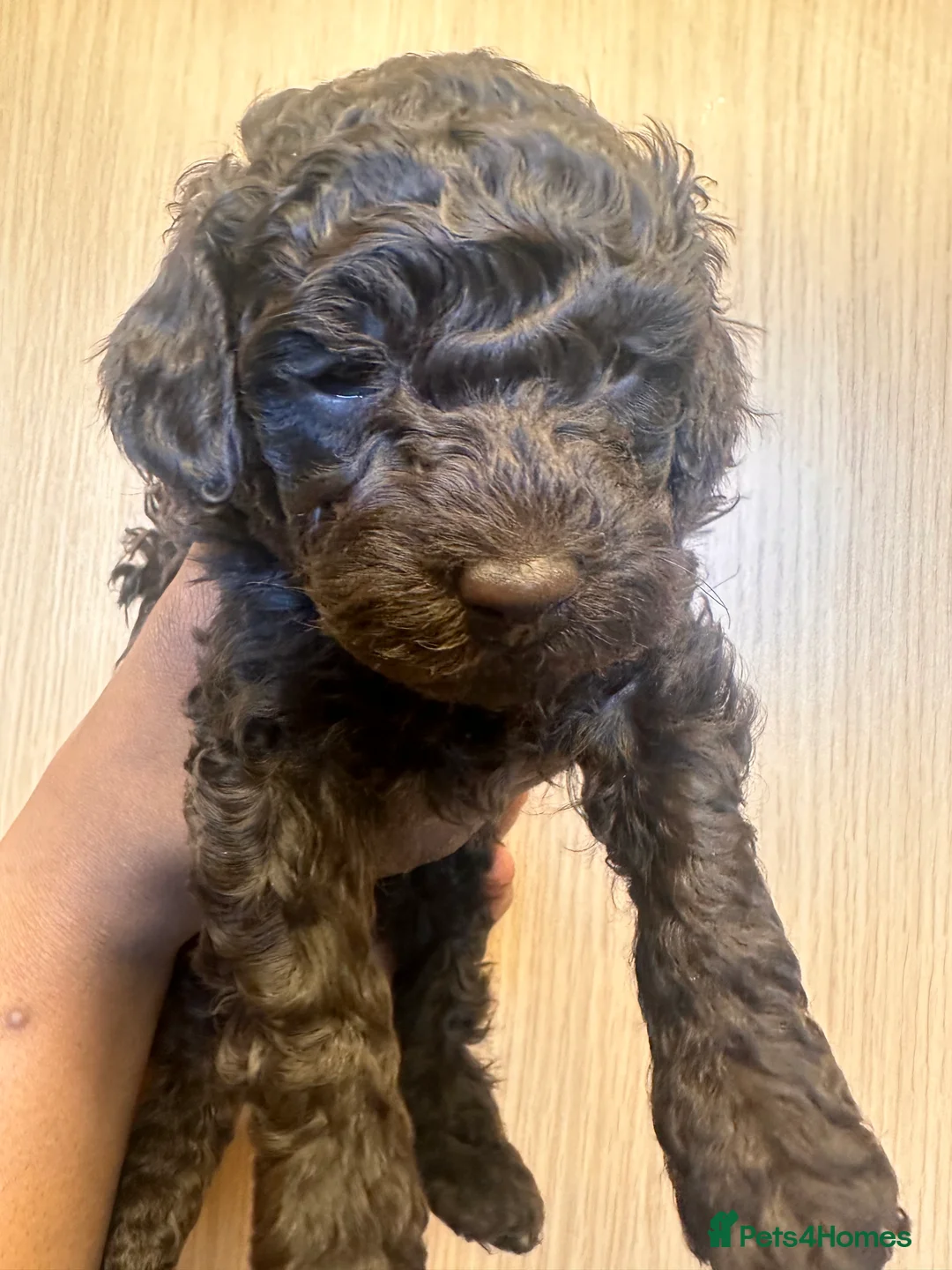 Toy Poodle dogs for sale: Adorable Chocolate Curly-Coated Puppies for Sale - Advert 1