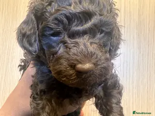 Toy Poodle dogs Adorable Chocolate Curly-Coated Puppies for Sale - Advert 2