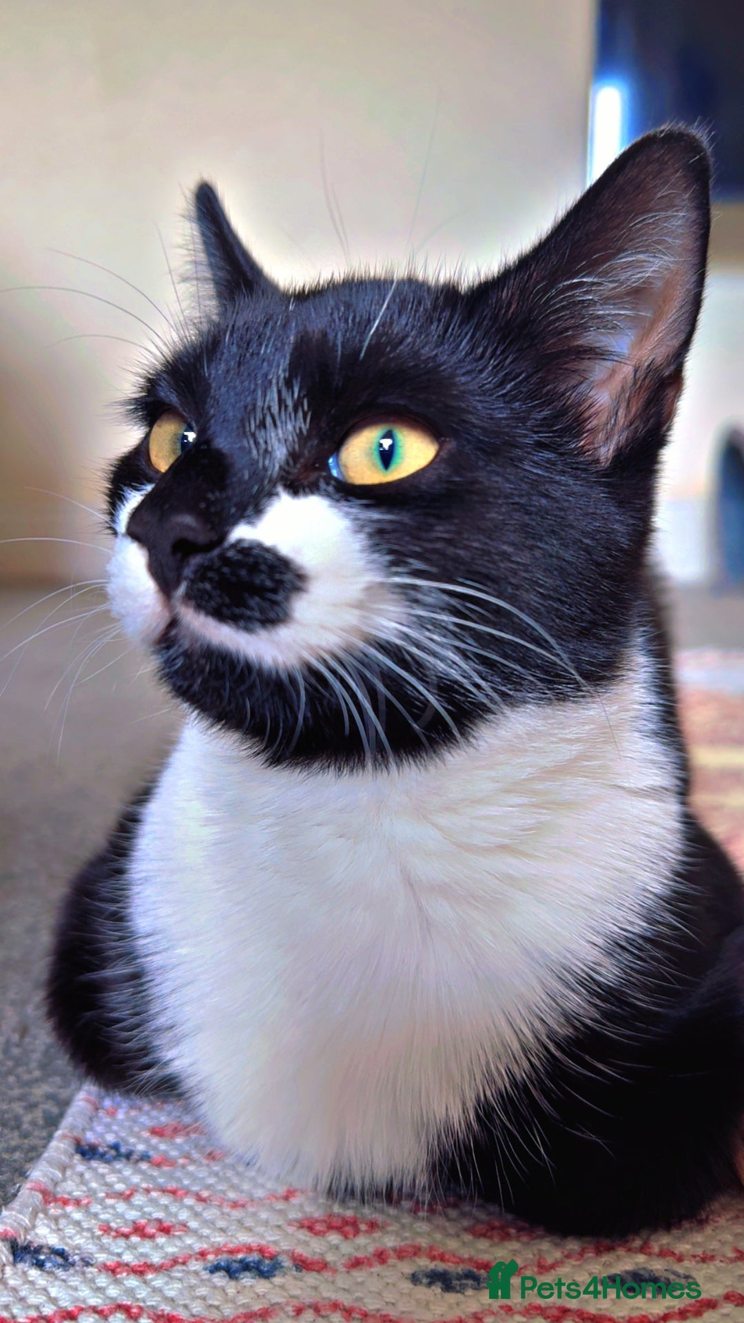 Domestic Shorthair cats for sale: Domestic short hair black and white.She’s 9 month  - Advert 3