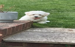 Maltese dogs for sale: Puppy - Image 1
