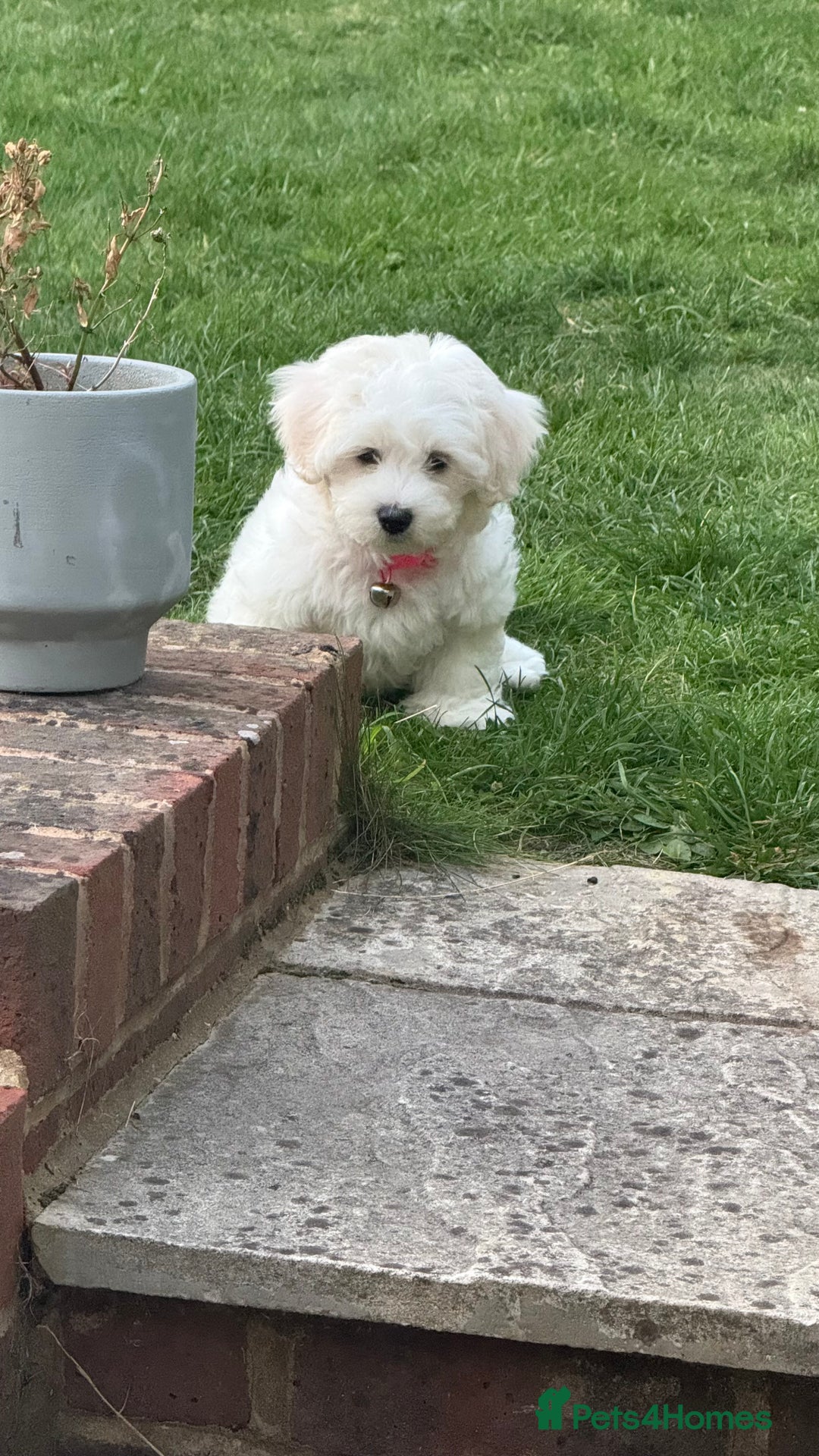 Maltese dogs for sale: Puppy - Image 1