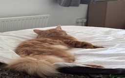 Mixed Breed cats for sale: Ginger Male Ragdoll - Image 6