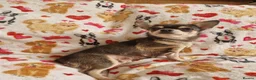 Chihuahua dogs for sale: 4 dark brown/black chihuahuas  - Advert 4