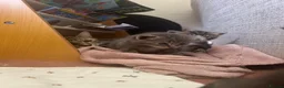 Mixed Breed cats for sale: 5 beautiful kittens with tabby markings - Advert 9
