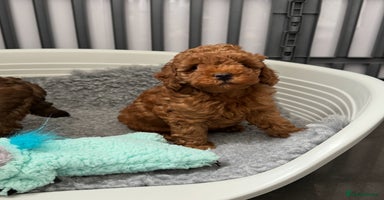 Toy Poodle dogs - Advert 1
