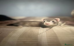 Ferret rodents for sale: Male ferret  - Image 1