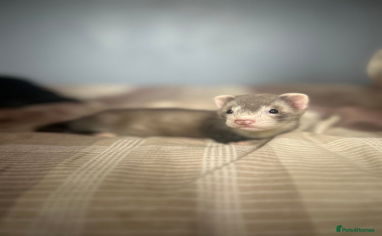 Ferret rodents - Advert 1