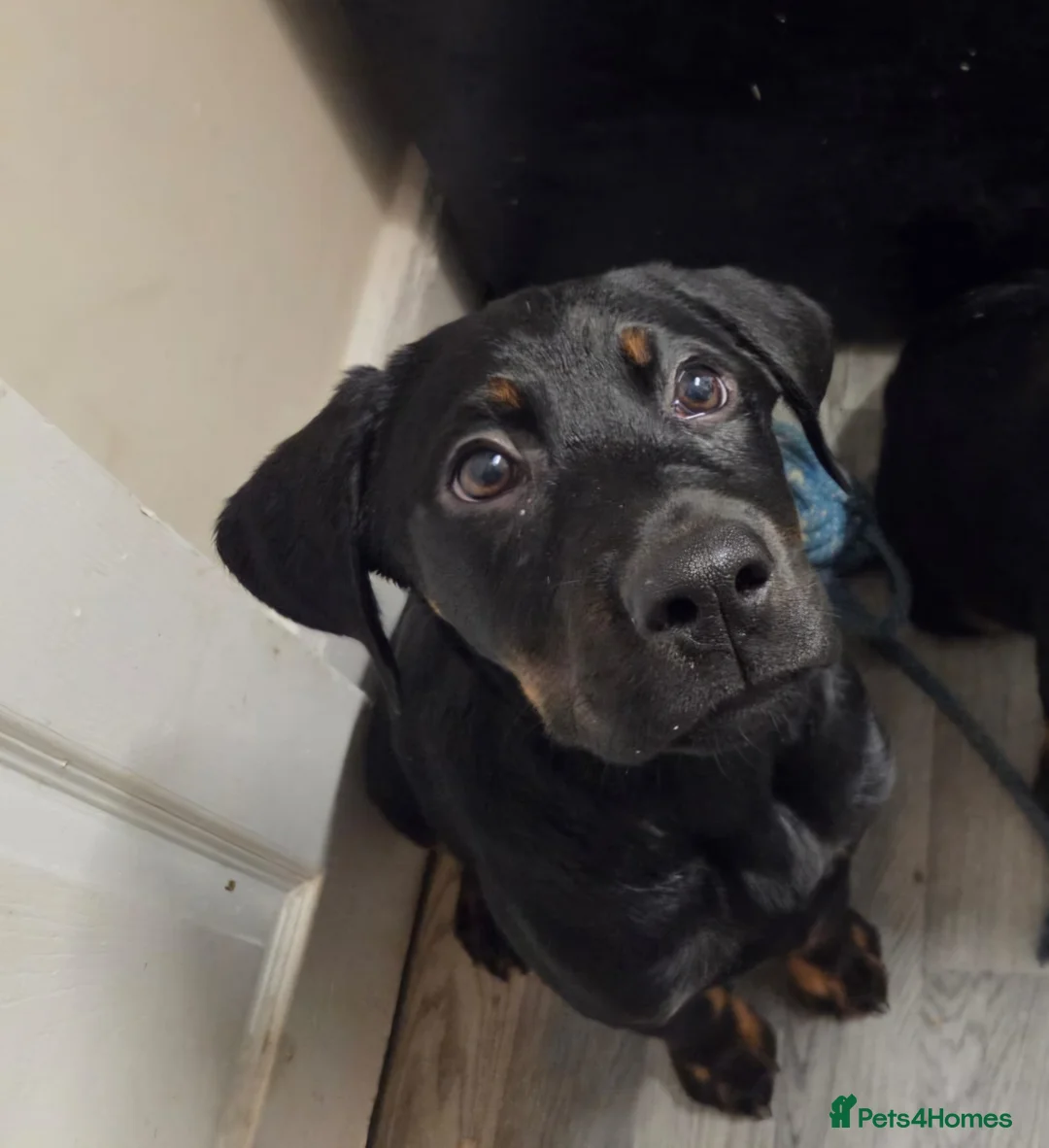 Mixed Breed dogs for sale: Rottweiler cross female puppy in Preston - Advert 1