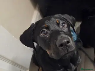 Mixed Breed dogs Rottweiler cross female puppy - Advert 3