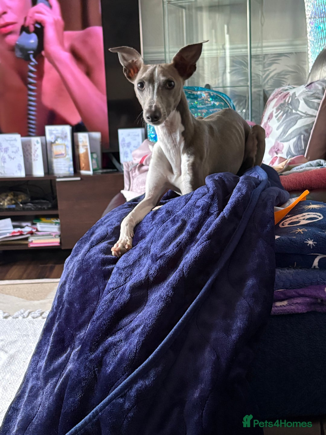 Italian Greyhound dogs for sale: Male  Italian greyhound for sale  - Advert 5