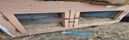 New Zealand rabbits for sale: New Zealand Buck - Advert 9