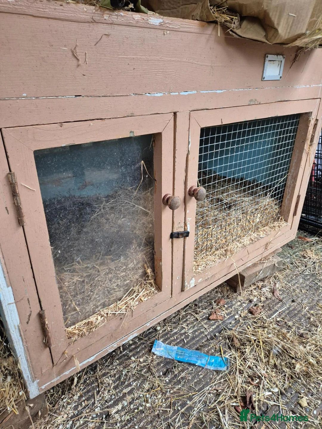 New Zealand rabbits for sale: New Zealand Buck - Advert 9