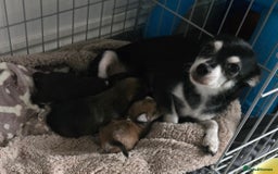 Mixed Breed dogs for sale: Mixed breed male pups - Image 11