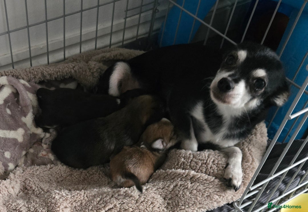 Mixed Breed dogs for sale: Mixed breed male pups - Image 11