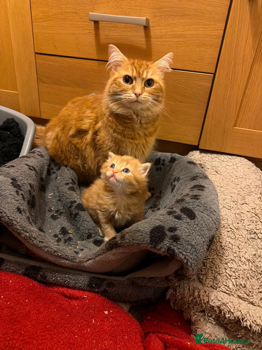Mixed Breed cats for sale: Ginger male kitten - Advert 1