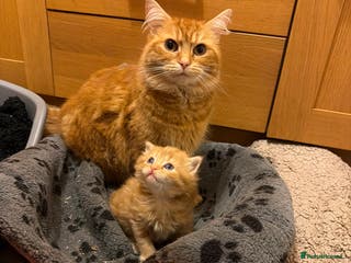 Mixed Breed cats Ginger male kitten - Advert 5