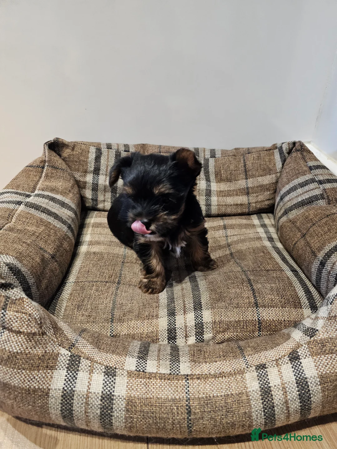 Yorkshire Terrier dogs for sale: Beautiful loving boy for sale - Advert 4