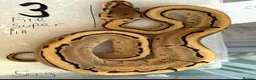 Python Snake reptiles for sale: Royal pythons - Advert 3